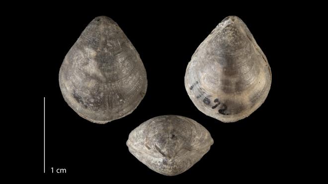 Photograph of fossil of Meristella barrisi (MPM P19672).