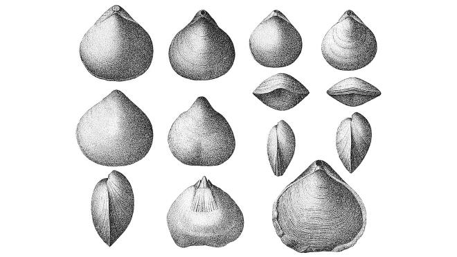 Illustrations of fossils of Meristella haskinsi from Hall.