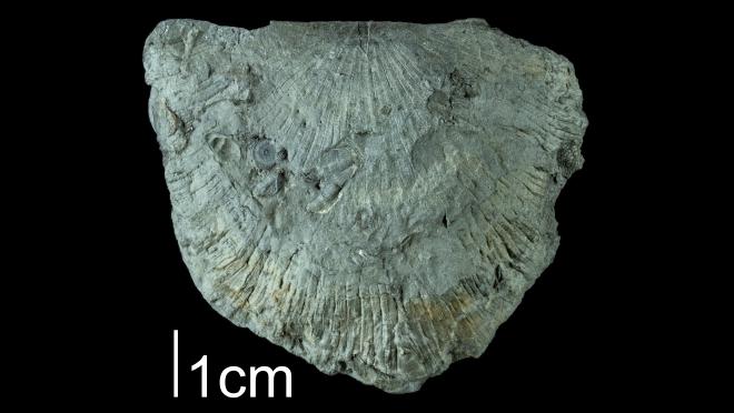 Photograph of fossil of Mesoleptostrophia junia (PRI 109537).