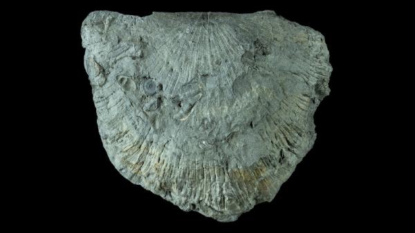 Mesoleptostrophia junia