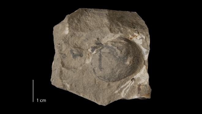 Photograph of fossil of Modiomorpha diffidens (MPM P13568).