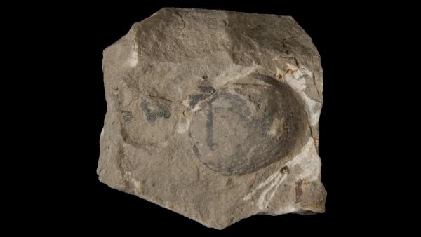 Modiomorpha diffidens