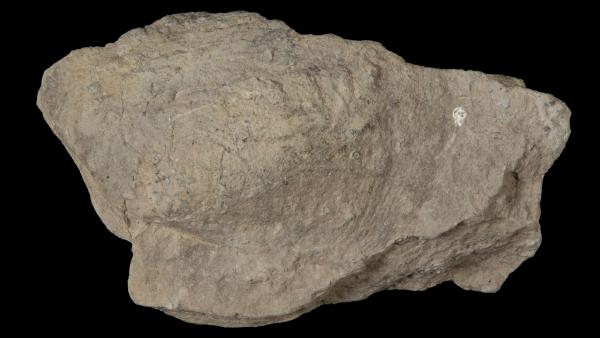 Modiomorpha elongata