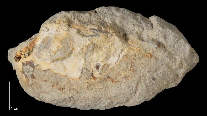 Photograph of fossil of Modiomorpha pediformis (P36859)