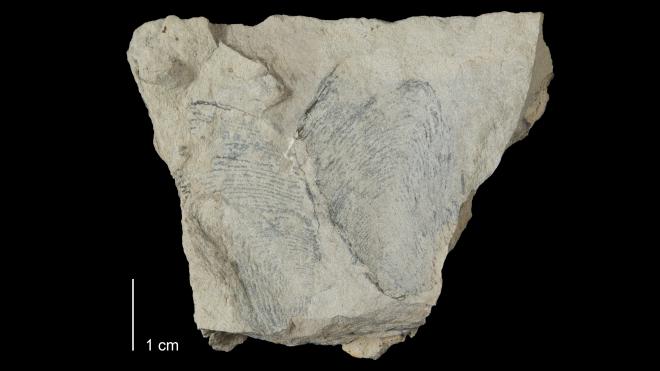 Photograph of fossil of Modiomorpha saccula (MPM P28159)