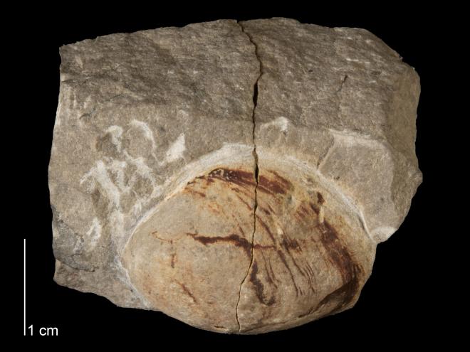 Photograph of fossil of Modiomorpha schucherti (MPM P19807)