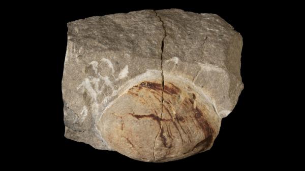 Modiomorpha schucherti