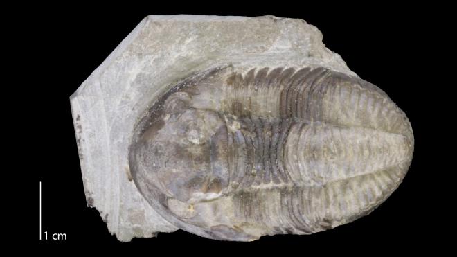 Photograph of fossil of Monodechenella macrocephala (PRI 68154).