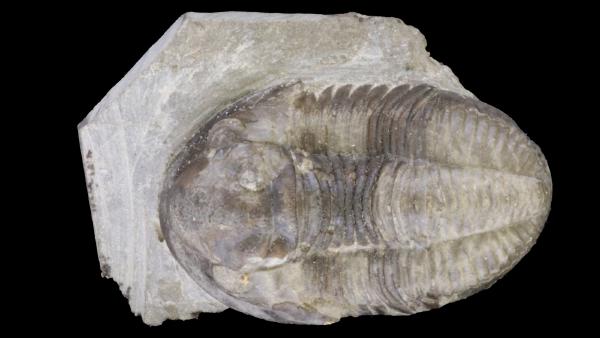 Monodechenella macrocephala