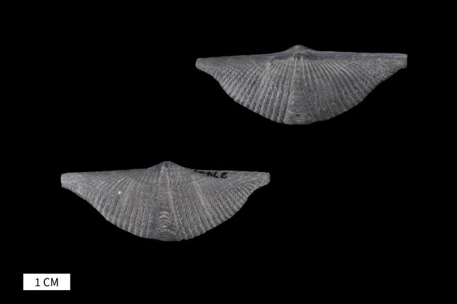 Mucrospirifer alpenensis (Grabau, 1917) image