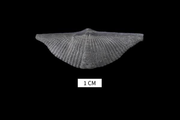 Mucrospirifer alpenensis