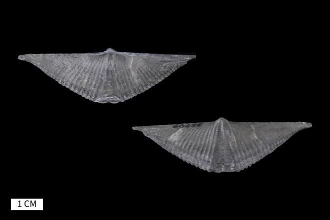 Mucrospirifer arkonensis (Shimer and Grabau, 1829) image