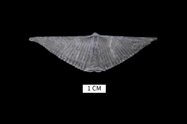 Mucrospirifer arkonensis