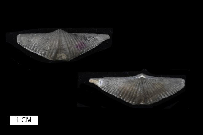 Mucrospirifer attenuatus (Grabau, 1931) image