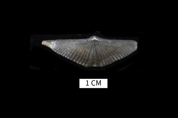 Mucrospirifer attenuatus