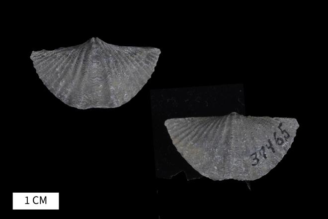 Mucrospirifer consobrinus (D'Orbigny, 1842) image