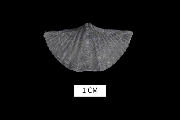 Mucrospirifer consobrinus