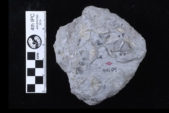 Mucrospirifer cooperi Wright and Wright, 1927 image