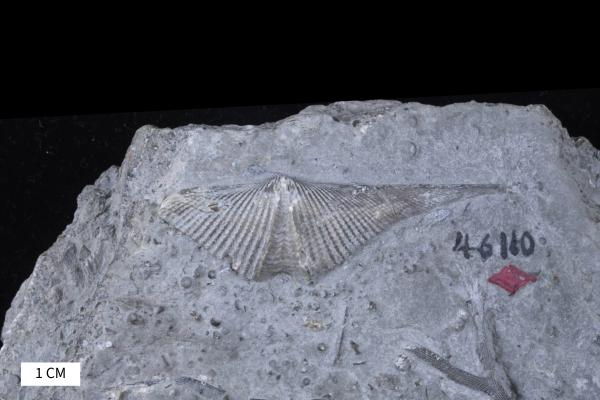 Mucrospirifer cooperi