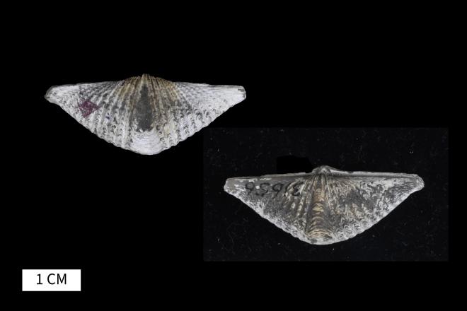 Mucrospirifer grabaui Stumm, 1950 image