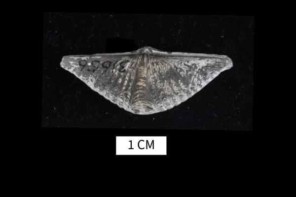 Mucrospirifer grabaui