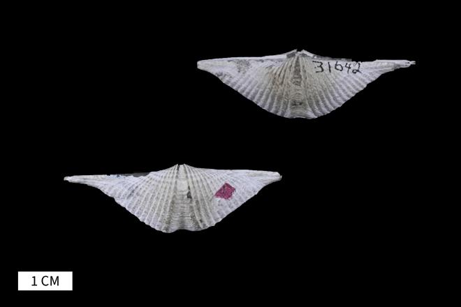 Mucrospirifer latus (Grabau, 1931) image