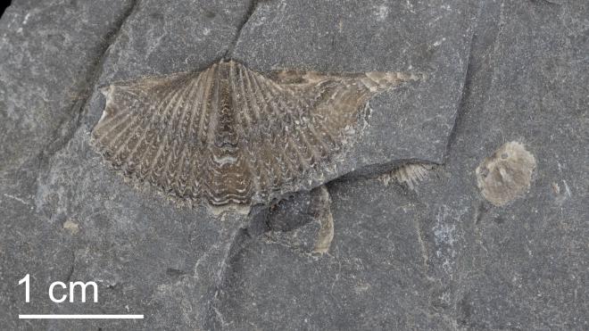 Mucrospirifer mucronatus PRI104006