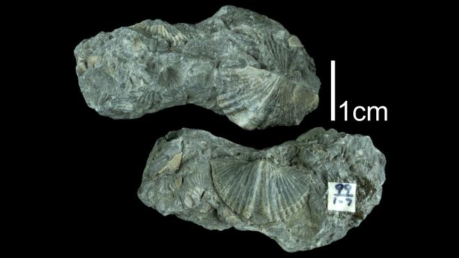 Mucrospirifer mucronatus PRI109503