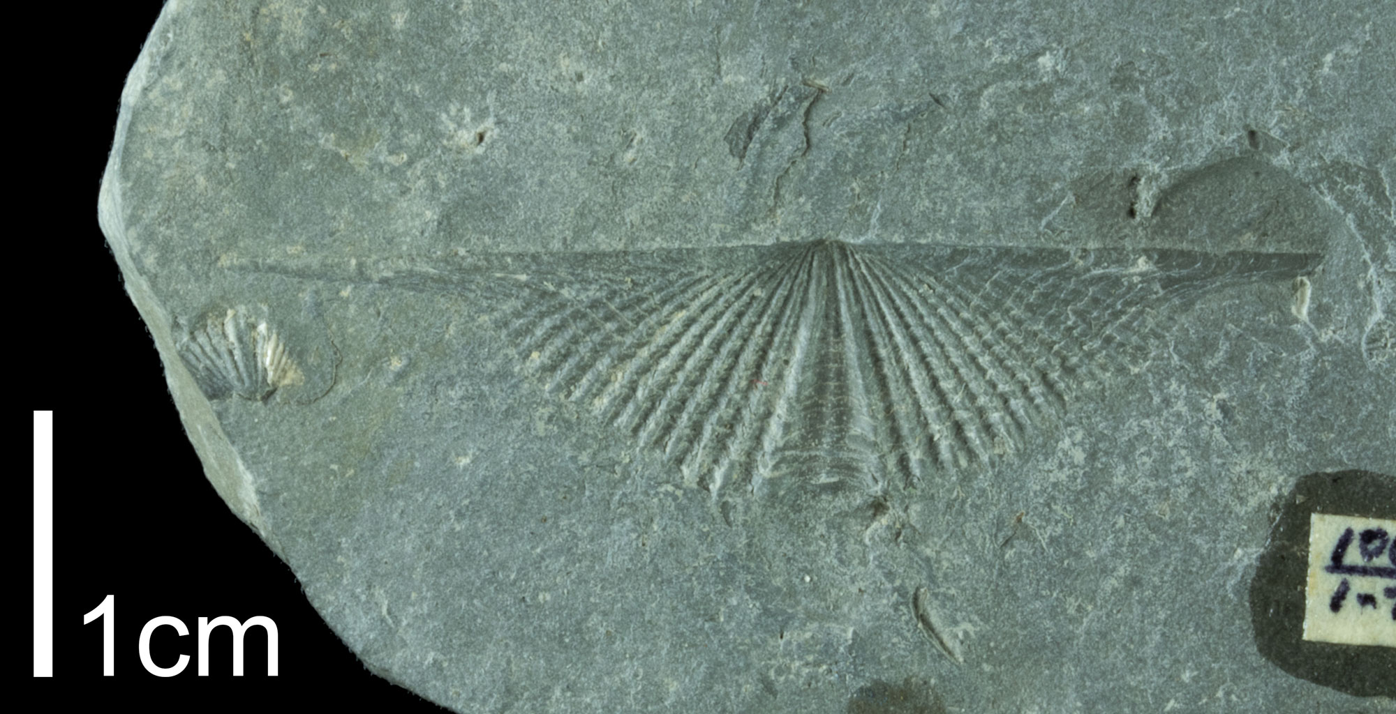 Mucrospirifer mucronatus · Devonian Atlas of Ancient Life