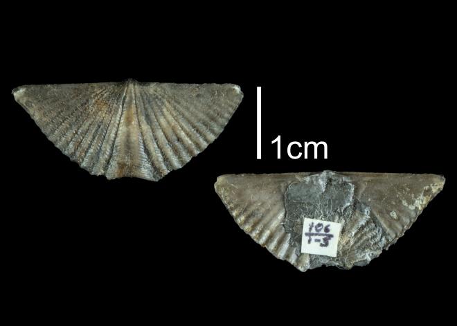 Mucrospirifer mucronatus PRI109507