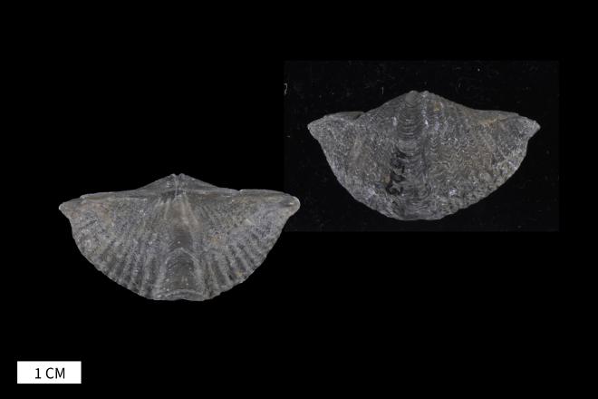 Mucrospirifer mucronatus