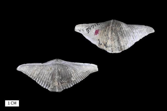 Mucrospirifer multiplicatus (Grabau, 1931) image