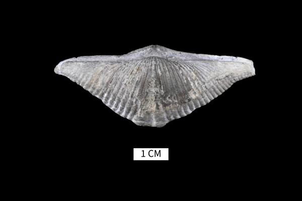 Mucrospirifer multiplicatus