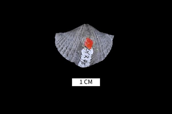 Mucrospirifer profundus