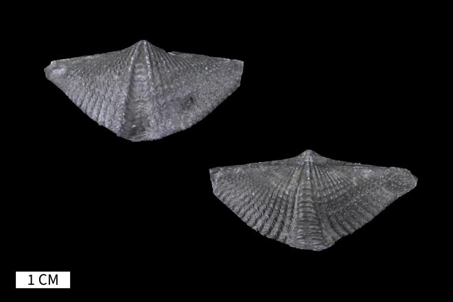 Mucrospirifer prolificus Stewart, 1932 image