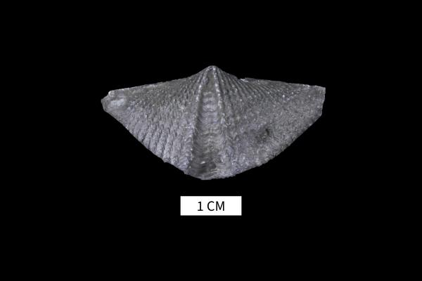 Mucrospirifer prolificus