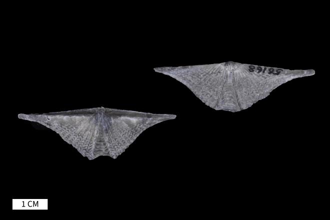 Mucrospirifer prolificus Stewart, 1932 image