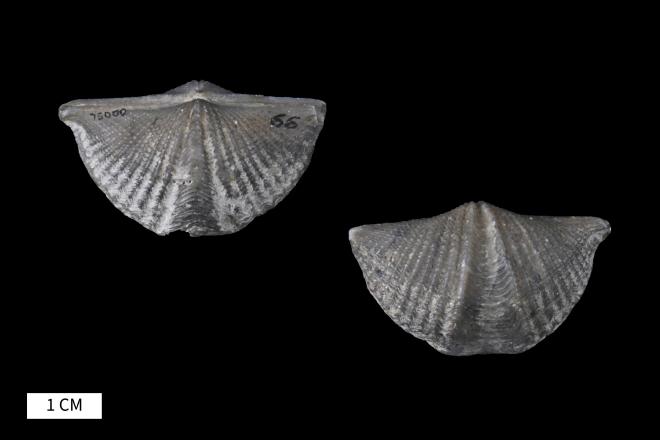 Mucrospirifer thedfordensis (Shimer & Grabau, 1820) image