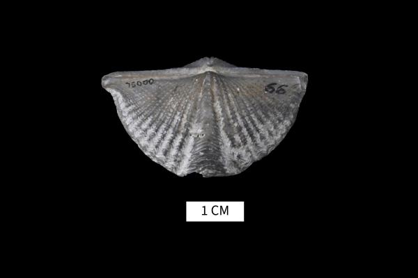 Mucrospirifer thedfordensis