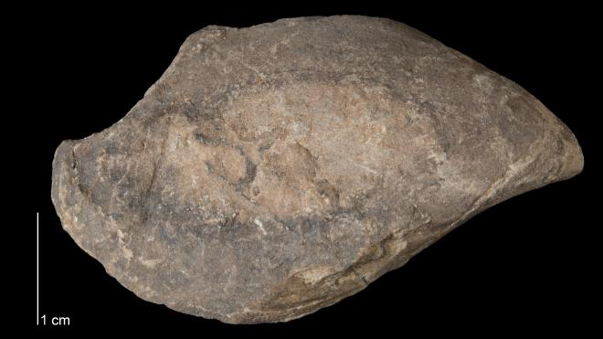 Photograph of fossil of Mytilarca suberectus.