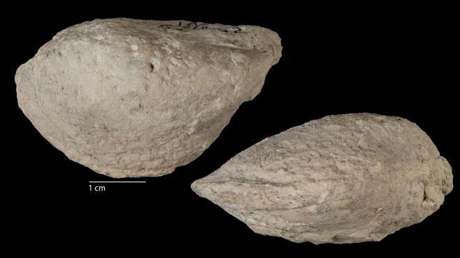 Photograph of fossil of Mytilarca suberectus (MPM P38062)