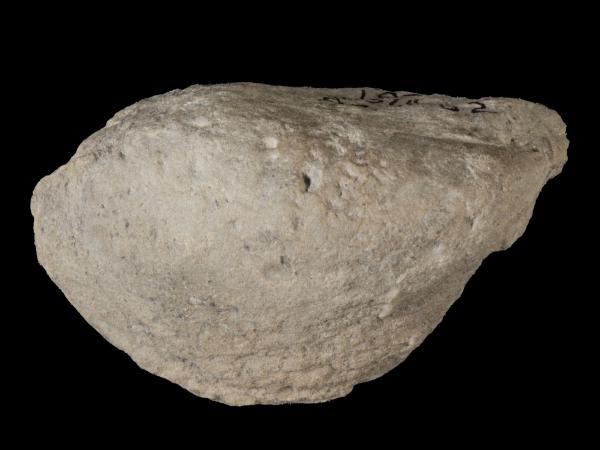 Mytilarca suberectus