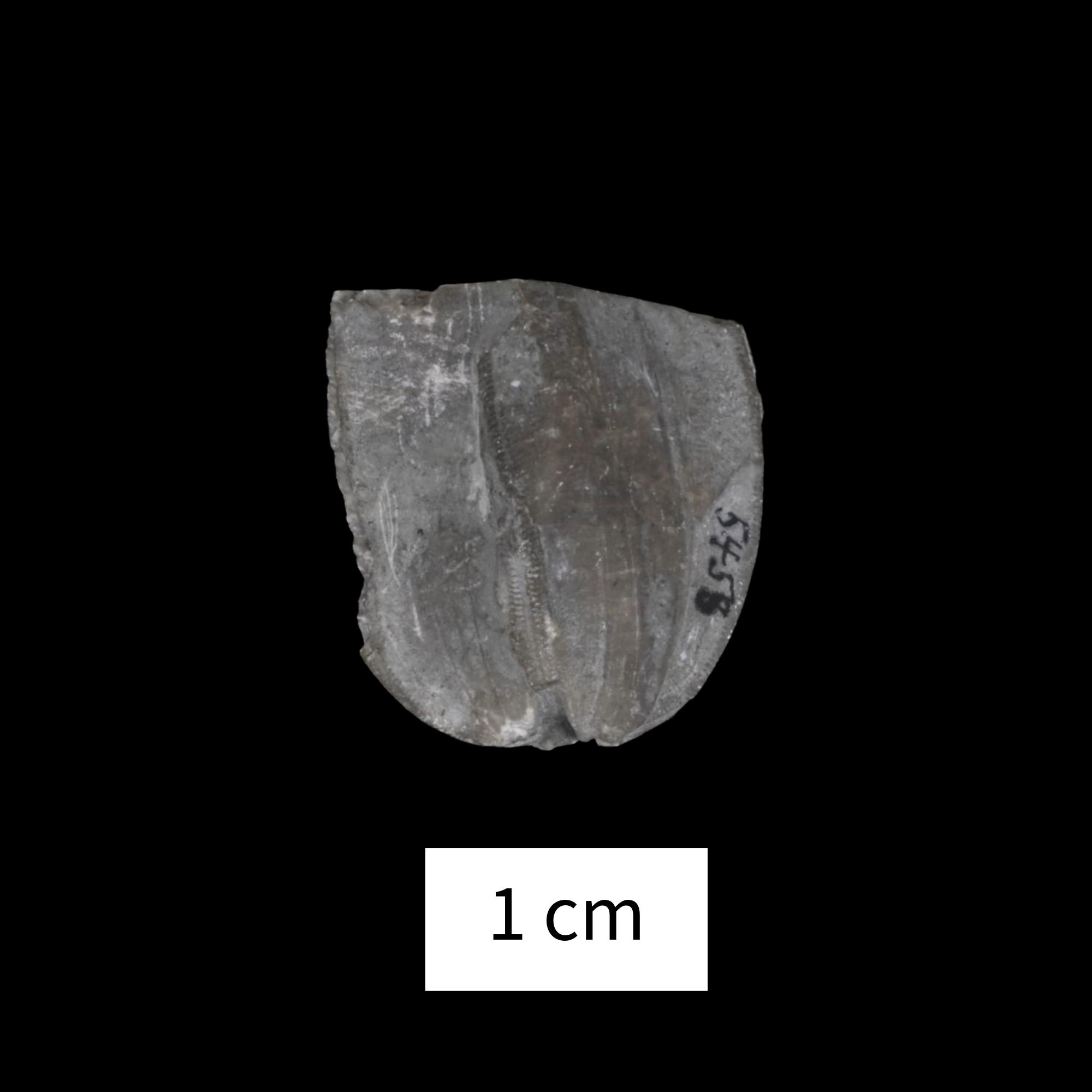 Nucleocrinus angularis · Devonian Atlas of Ancient Life