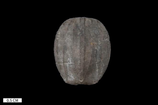 UMMP_IP_1949_Nucleocrinus_elegans