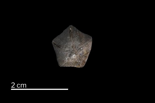UMMP_IP_2041_Nucleocrinus_greeni