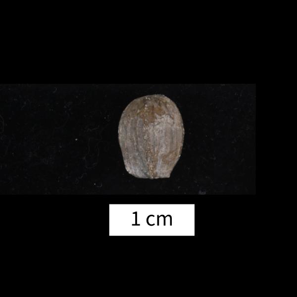 Nucleocrinus greeni