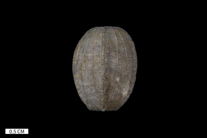 Nucleocrinus meloniformis (Barris) image