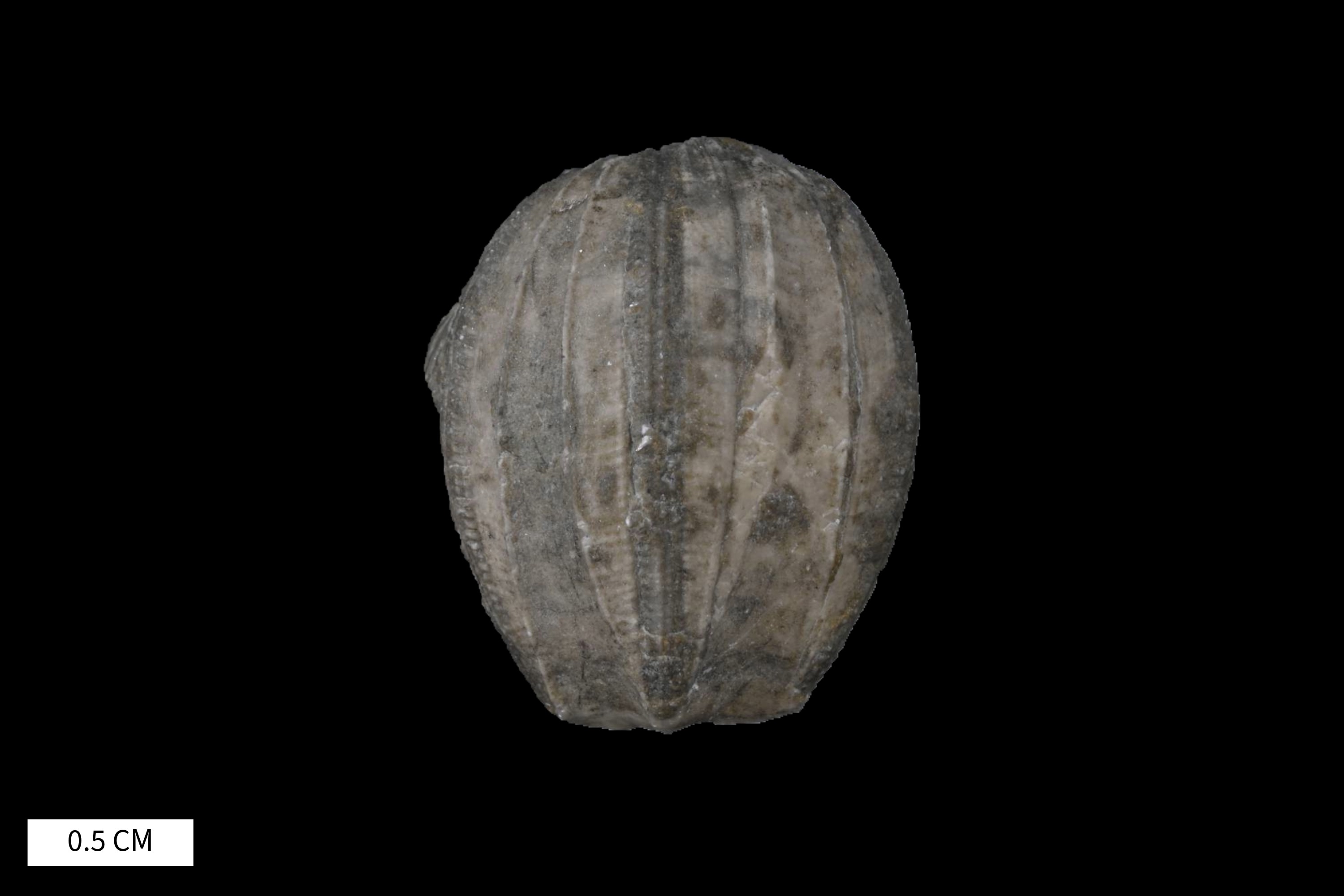 Nucleocrinus meloniformis · Devonian Atlas of Ancient Life