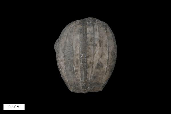Nucleocrinus meloniformis