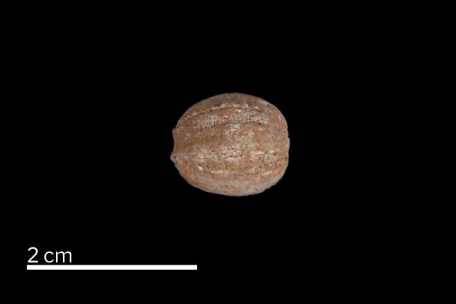 UMMP_IP_44155_Nucleocrinus_venustus